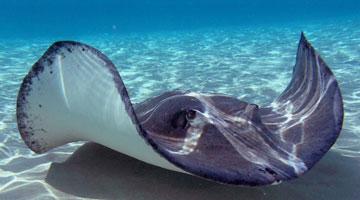 Underwater view of a stingray - picture taken from the Tatapouri Dive website