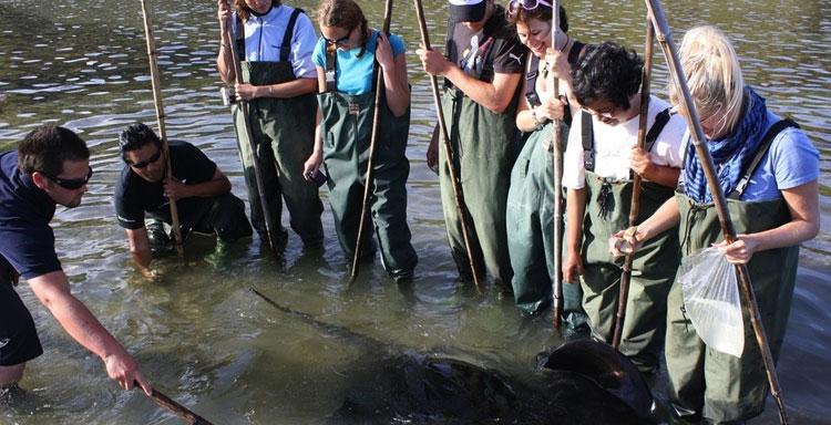 A group of visitors interacting with the stingray - picture taken from the Dive Tatapouri website