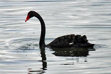 Black swans on the lake