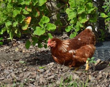 Resident hen and supplier of free range eggs
