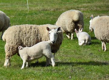 Sheep grazing and lambs feeding