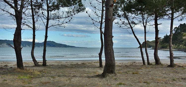 View over the bay through the trees