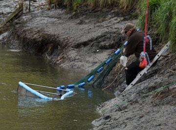 Whitebaiting in the river