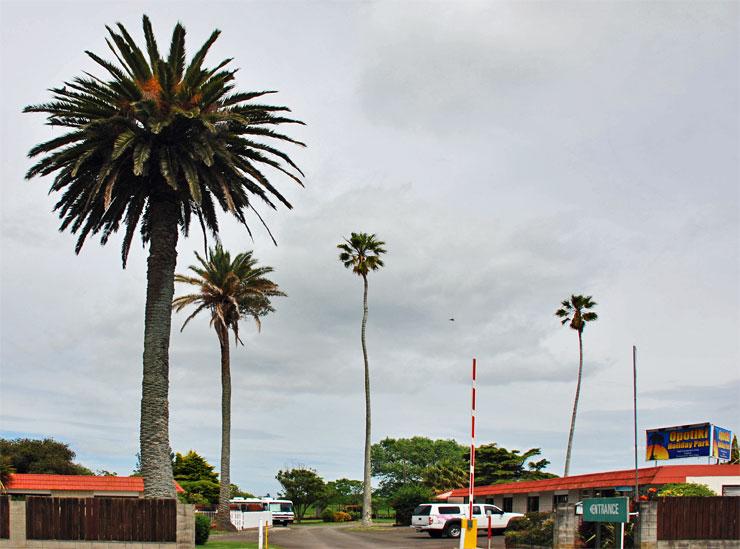 Tall palm tree entrance