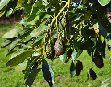 Avocado trees in the camp ground