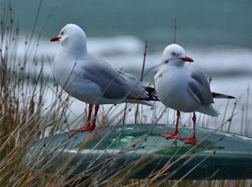 Seagulls posing