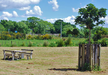 Picnic table in the grassed area of the reserve