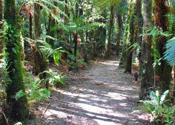 Forest walk