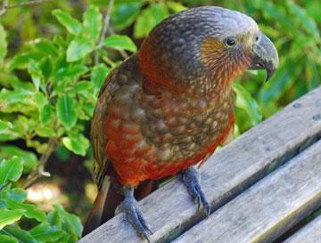 Kaka posing for the camera