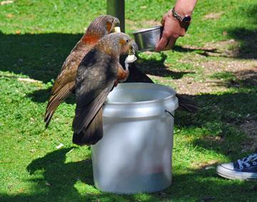 Kaka at feeding time