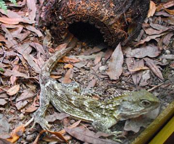 Tuatara