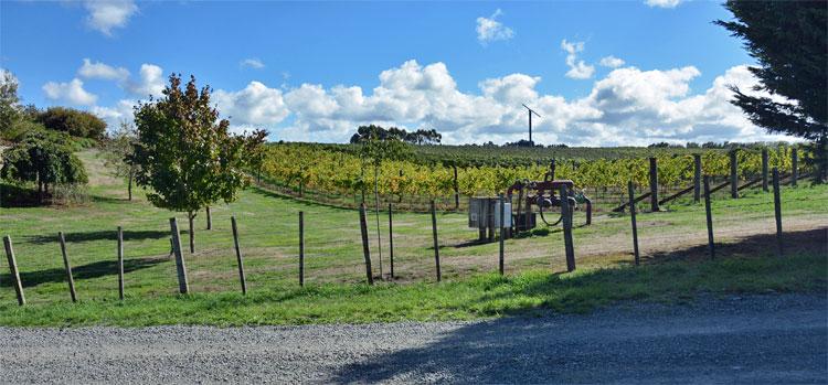 Vineyard at the entrance to the reserve