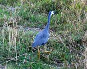 Blue Heron in the sand dunes