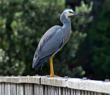 Resident white-faced heron posing for my camera