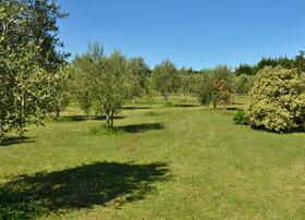 Parking among the Olive trees