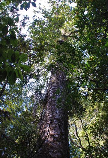 Young kauri tree - typical of many you will see in the forest
